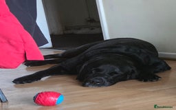 Labrador Retriever dogs for stud: Dog male for stud in Coventry - Image 11