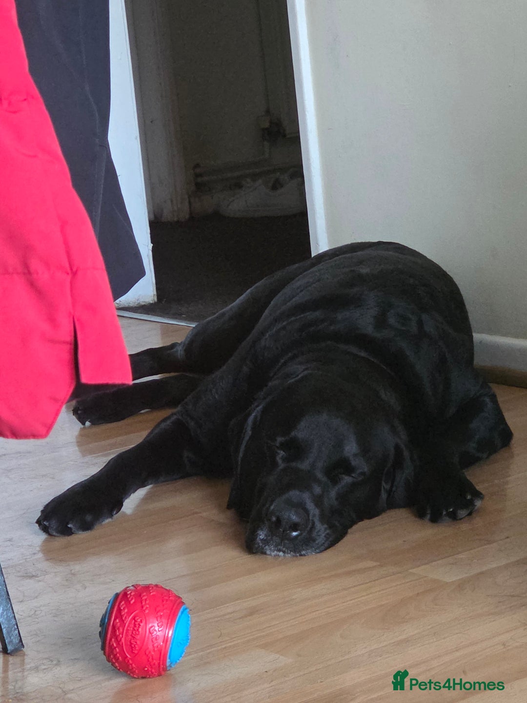 Labrador Retriever dogs for stud: Dog male for stud in Coventry - Image 11