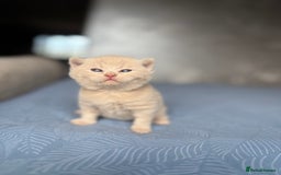 Scottish Fold cats for sale: Scottish fold&straight kittens - Advert 2