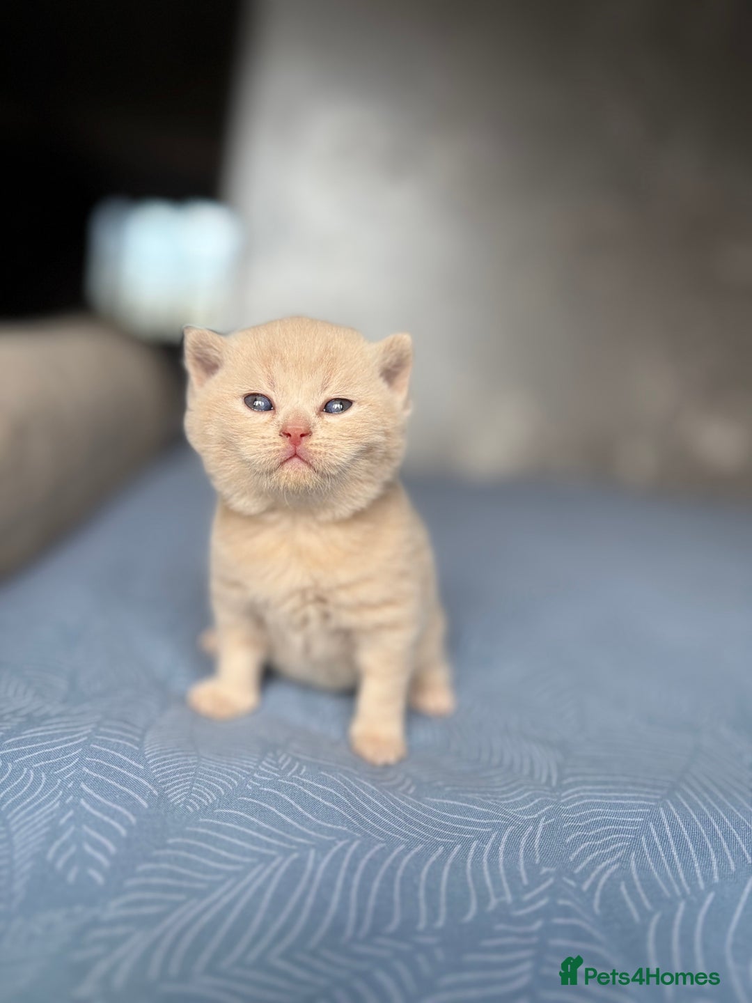 Scottish Fold cats for sale: Scottish fold&straight kittens - Advert 2