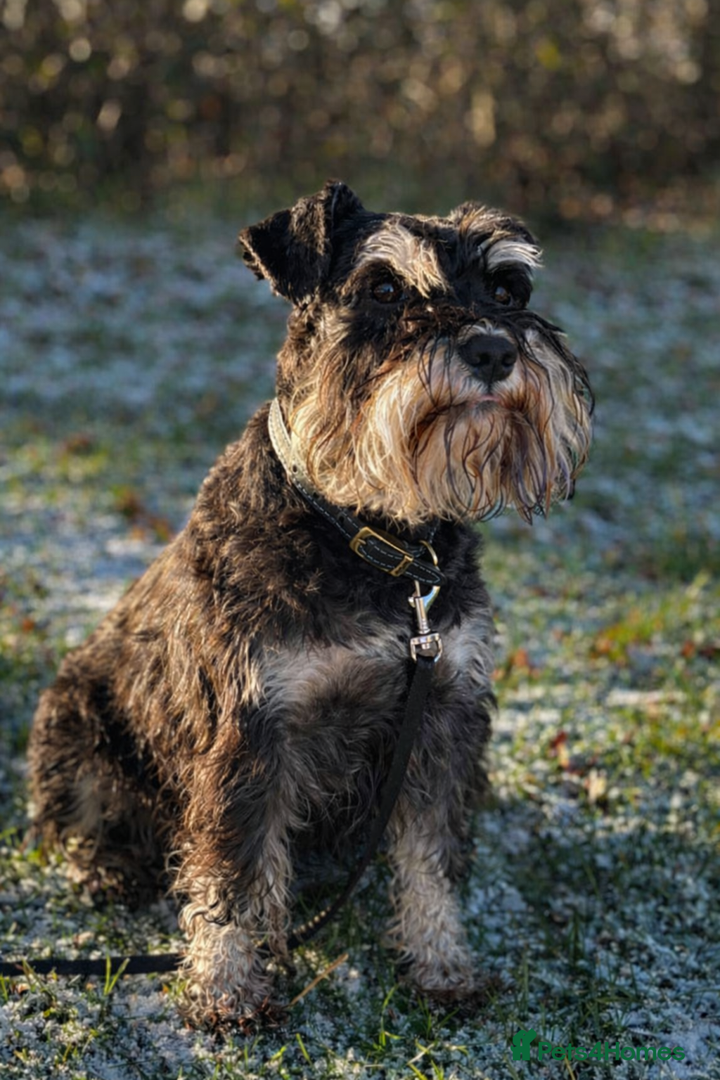 Miniature Schnauzer dogs 🐾 Miniature Schnauzer Stud – Black & Silver - Advert 1