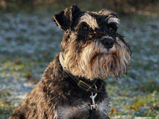 Miniature Schnauzer dogs 🐾 Miniature Schnauzer Stud – Black & Silver - Advert 1