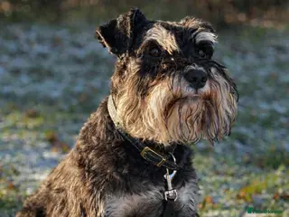 Miniature Schnauzer dogs 🐾 Miniature Schnauzer Stud – Black & Silver - Advert 7