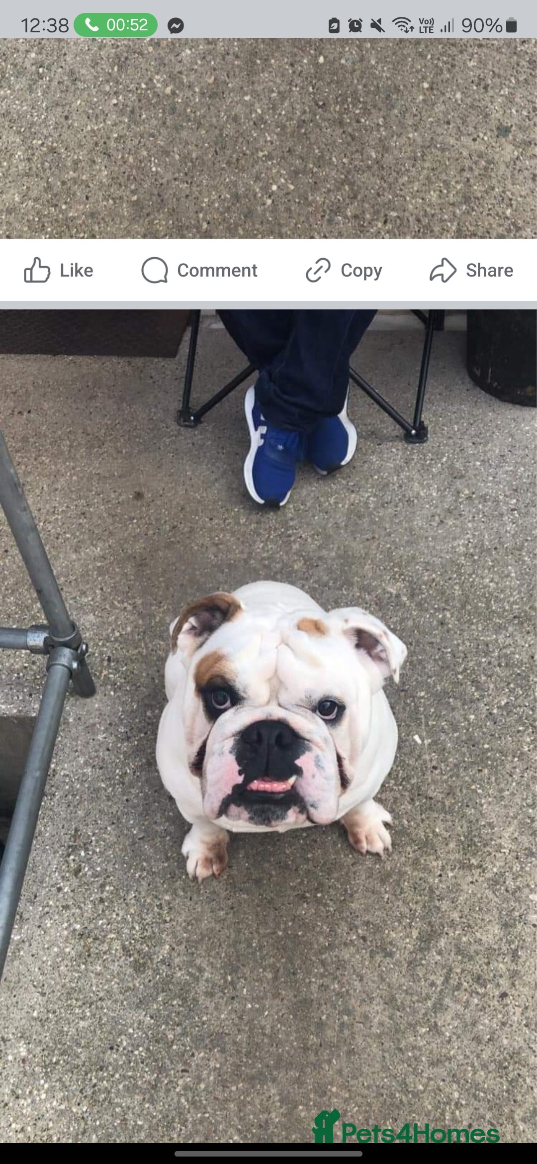 English Bulldog dogs for sale: 4 year old male english bulldog  - Advert 8