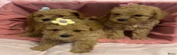 Poochon dogs for sale: Beautiful Poochon Puppies  - Advert 4