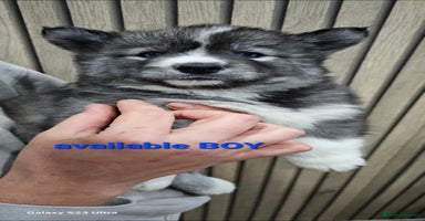 Siberian Husky dogs - Advert 12