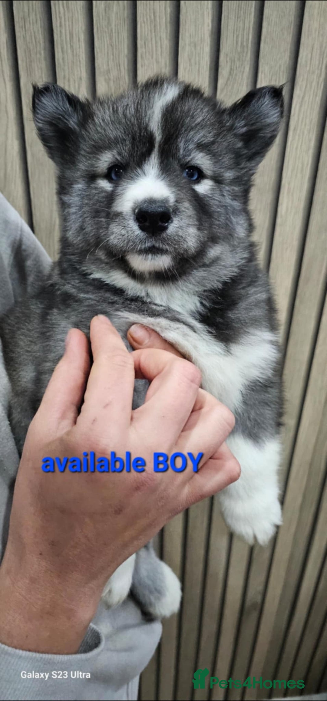 Siberian Husky dogs for sale: ready to go Wooly Siberian Husky - Image 30