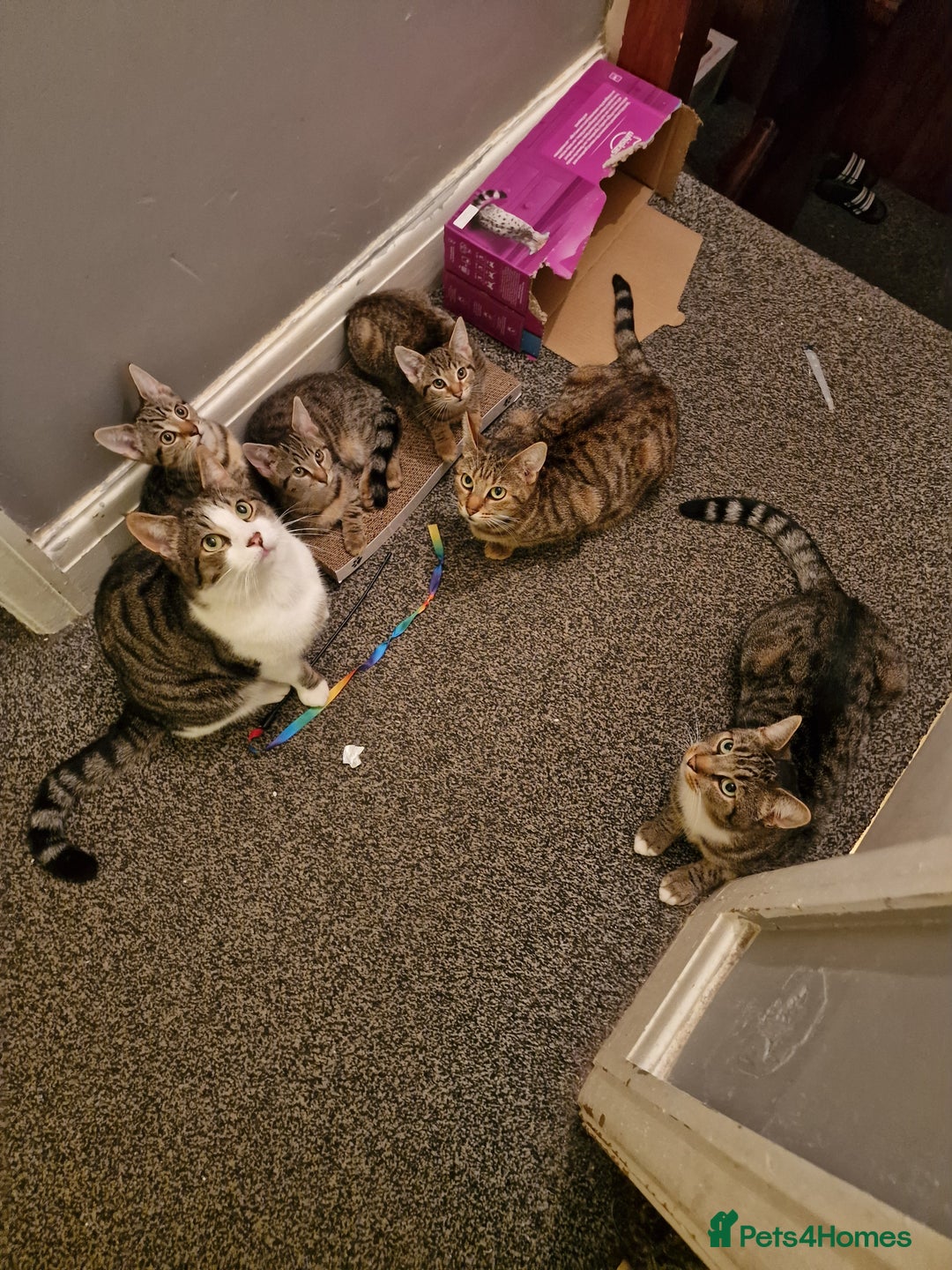 Domestic Shorthair cats for sale: 3 beatiful kittens for the price £200 altogether - Image 11