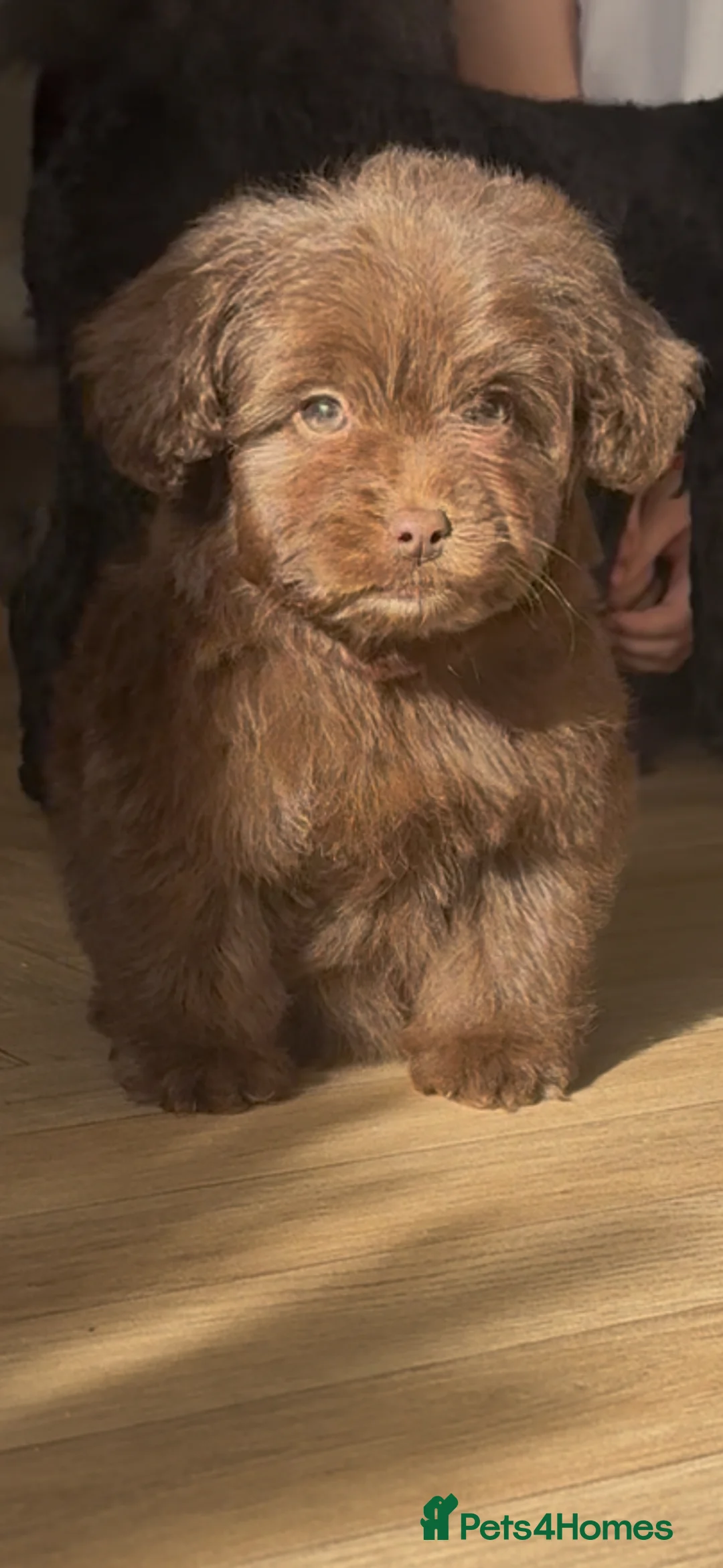 Mixed Breed dogs for sale: Beautiful puppy for sale last girl left  - Advert 2