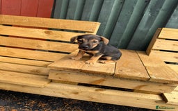 Jack Russell dogs for sale: Jack Russell puppies  - Image 5