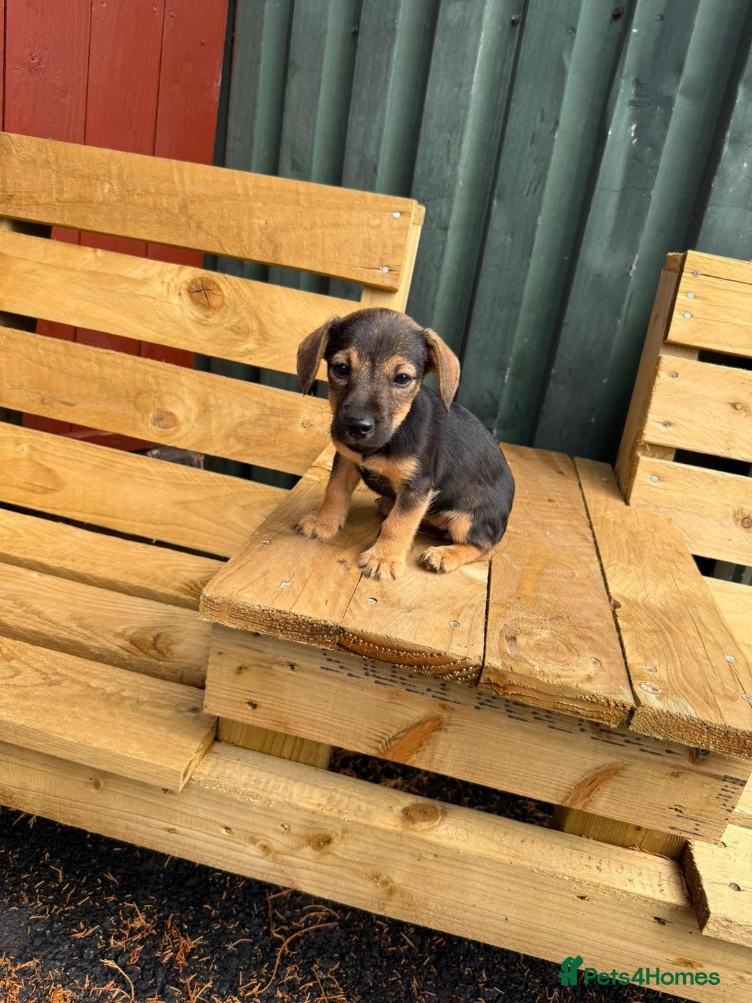Jack Russell dogs for sale: Jack Russell puppies  - Image 5