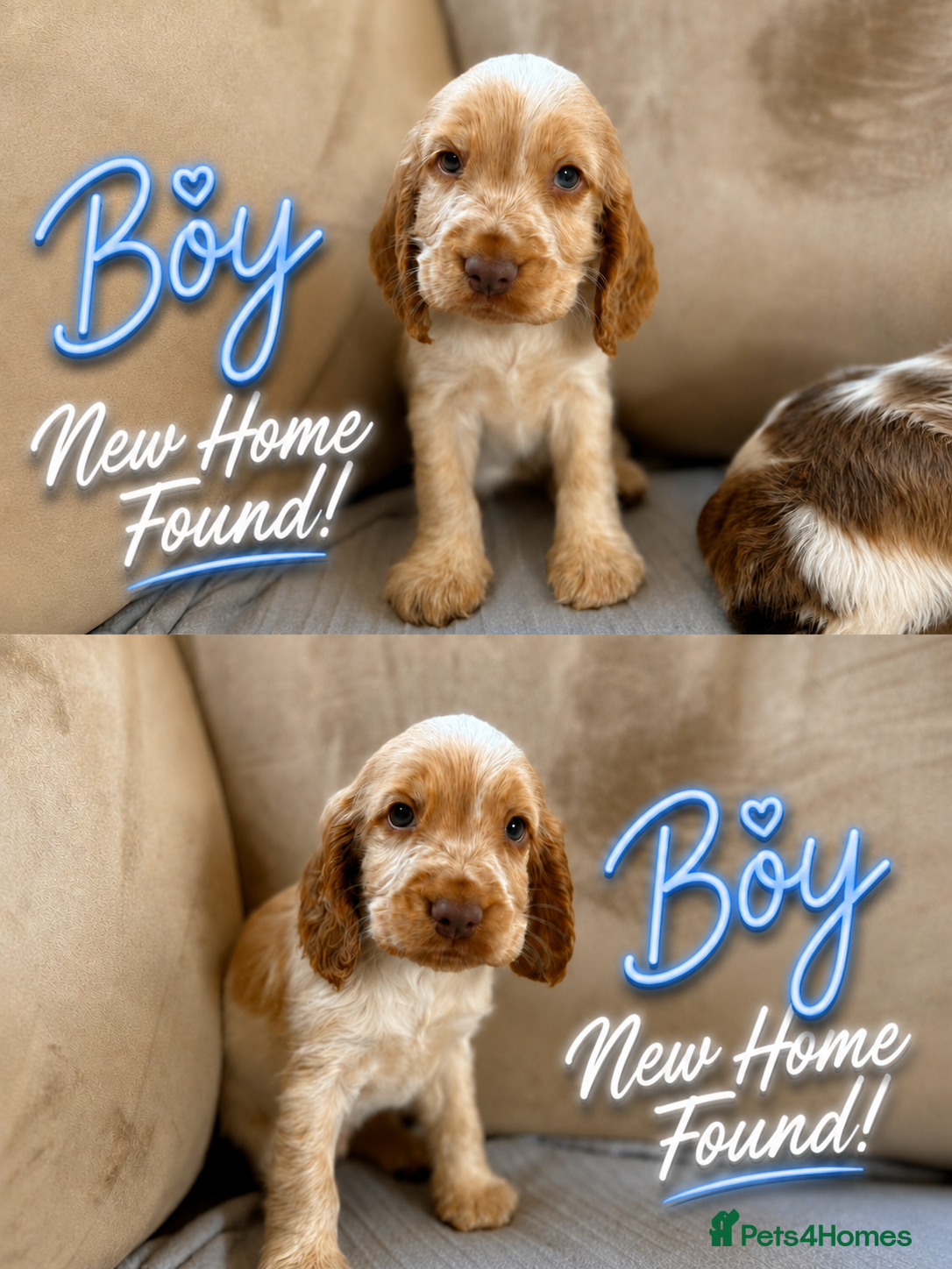 Cocker Spaniel dogs Beautiful Show-Type Cocker Spaniel Puppies - Advert 2