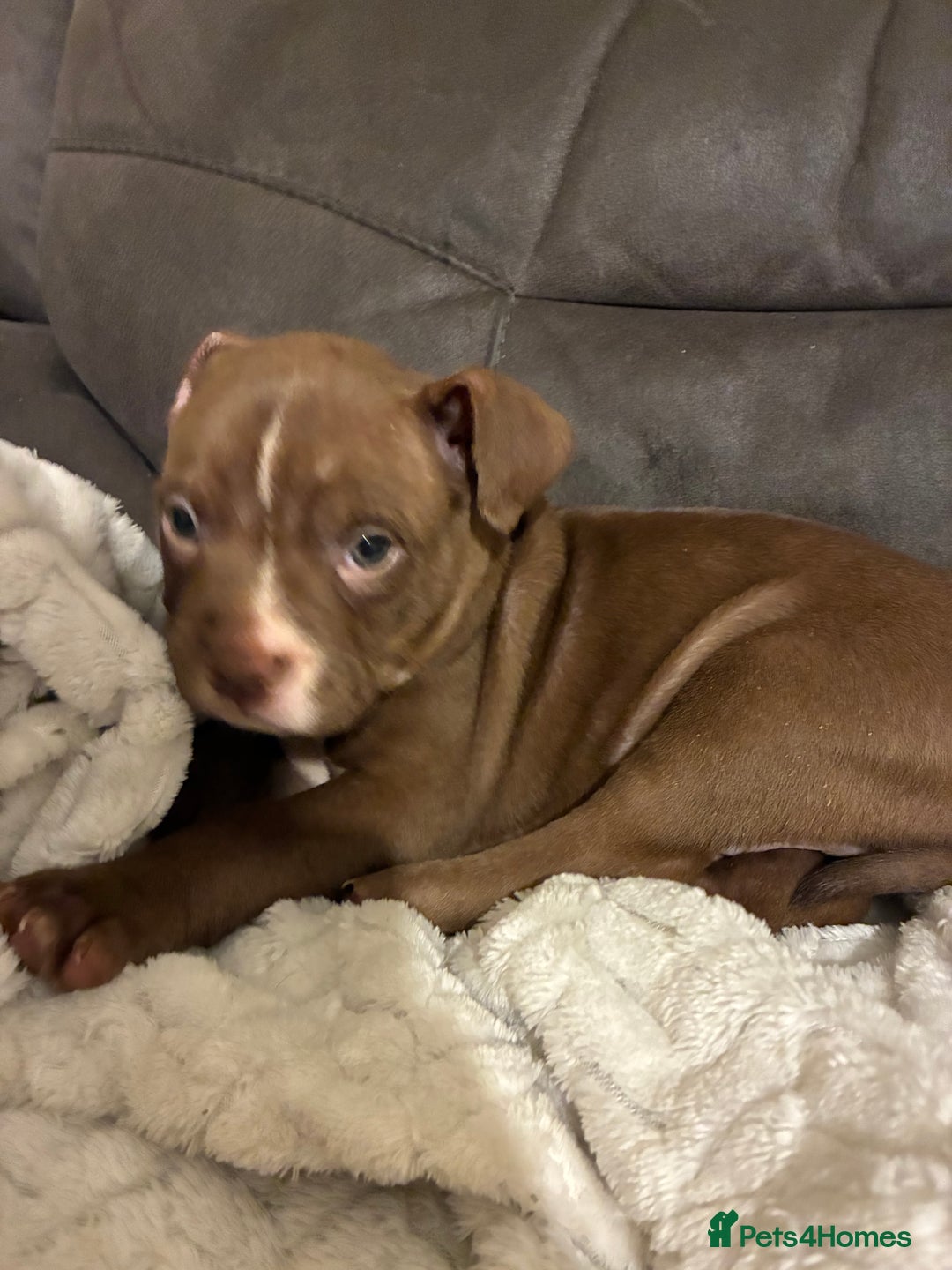 Mixed Breed dogs for sale: Pocket bully pup - Advert 2