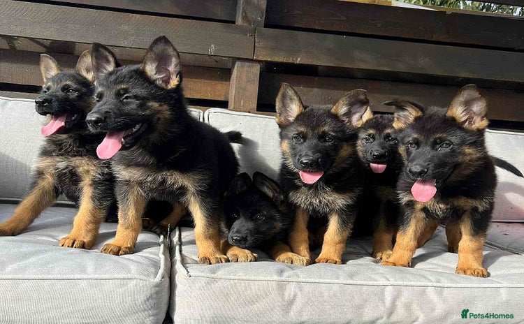 German Shepherd dogs - Advert 2