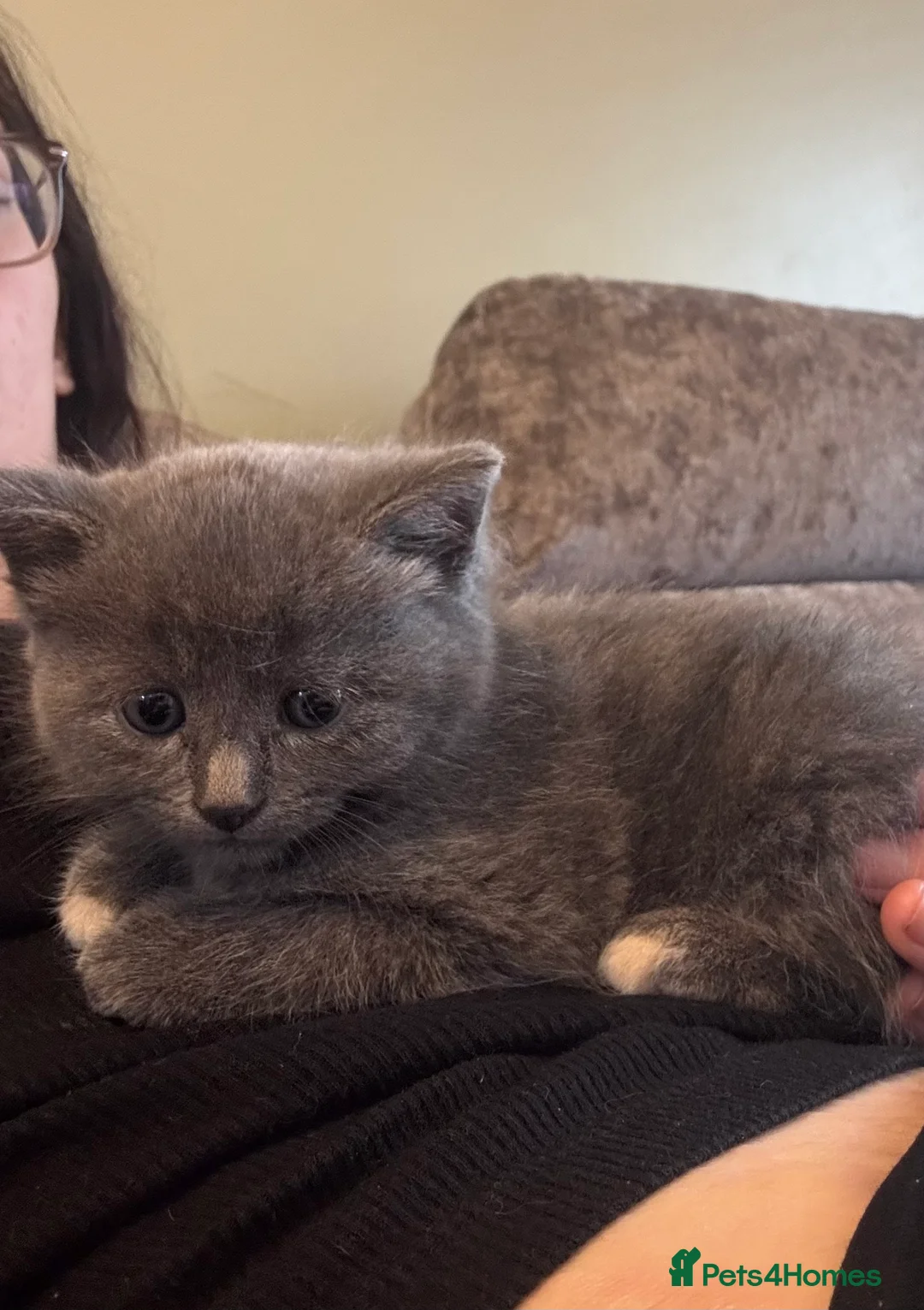 Russian Blue cats for sale: Beautiful Russian blue mix kittens   - Advert 7