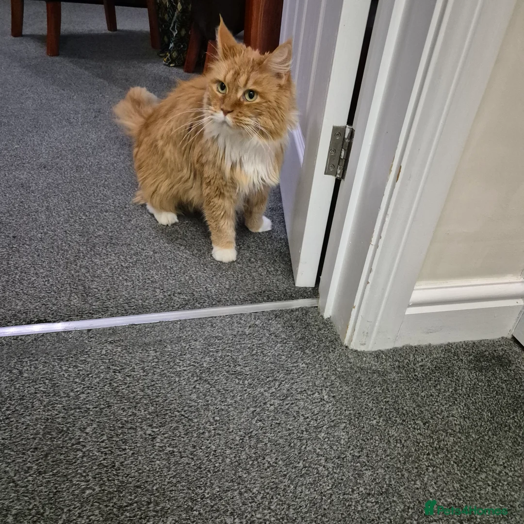 Maine Coon cats for sale: Friendly Maine Coon Female Cat - Advert 2