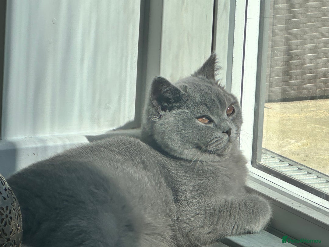 British Shorthair cats for sale: British Shorthair Male, Blue, 13 months - Advert 4