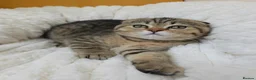 British Shorthair cats for sale: Golden Tabby Kittens  - Advert 24