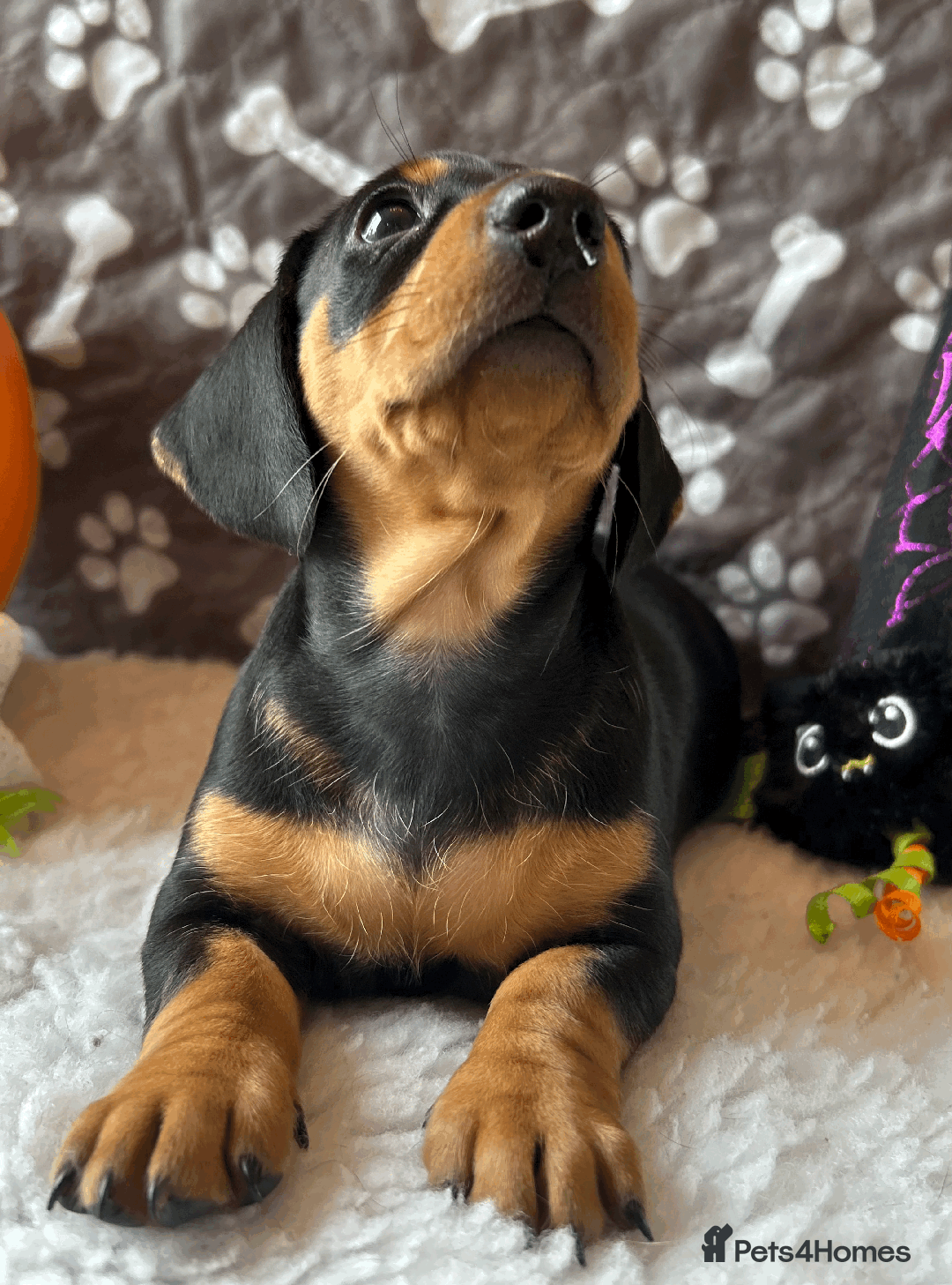 Dachshund dogs for sale: Beautiful Dachshund Puppies Ready to go 8th Nov  - Image 4