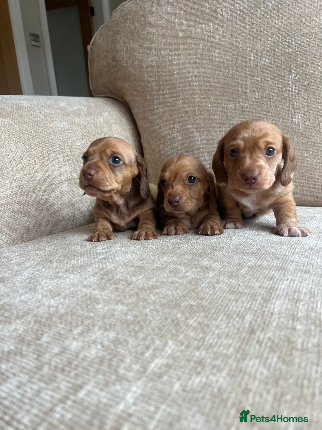 Dachshund dogs for sale: READY NOW OUTSTANDING PUPPIES  - Advert 4