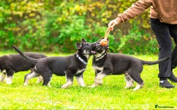 Sheepadoodle dogs for sale: East-European shephe - Image 4