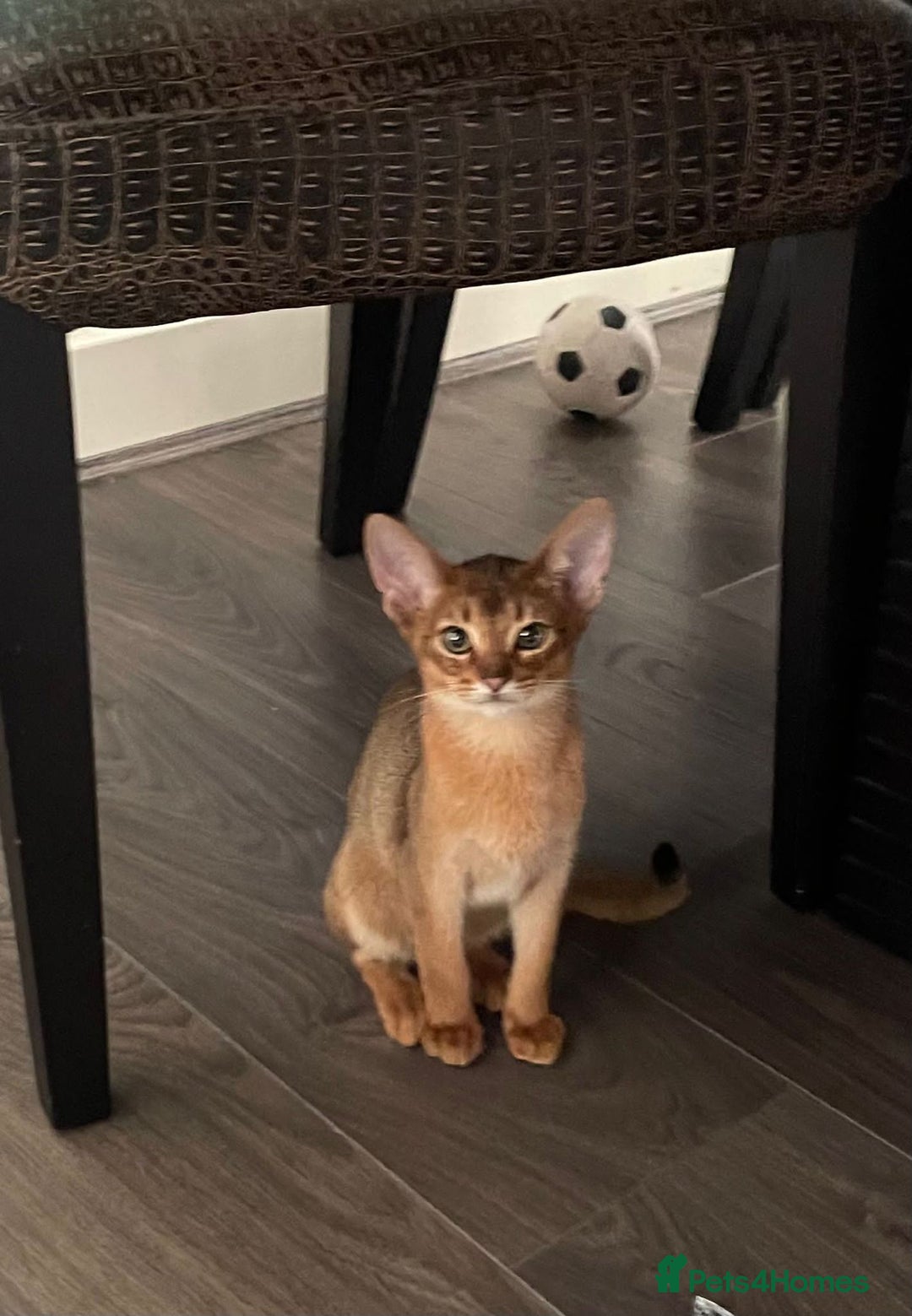 Abyssinian cats for sale: 💙 looking for a new home for Simba 🐾💙 - Image 3