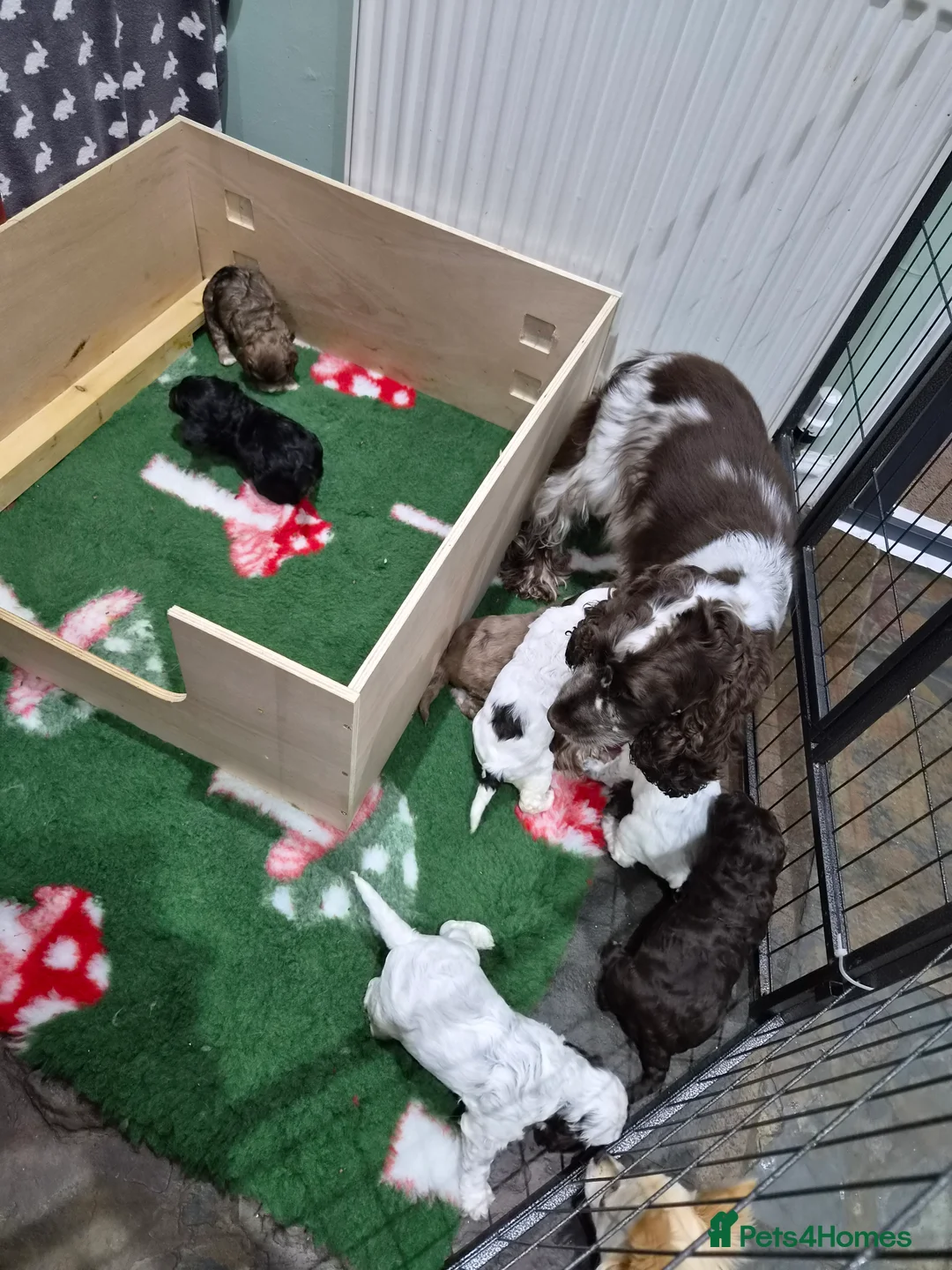 Cockapoo dogs for sale: Beautiful F1 Cockapoo Puppies! - Advert 2