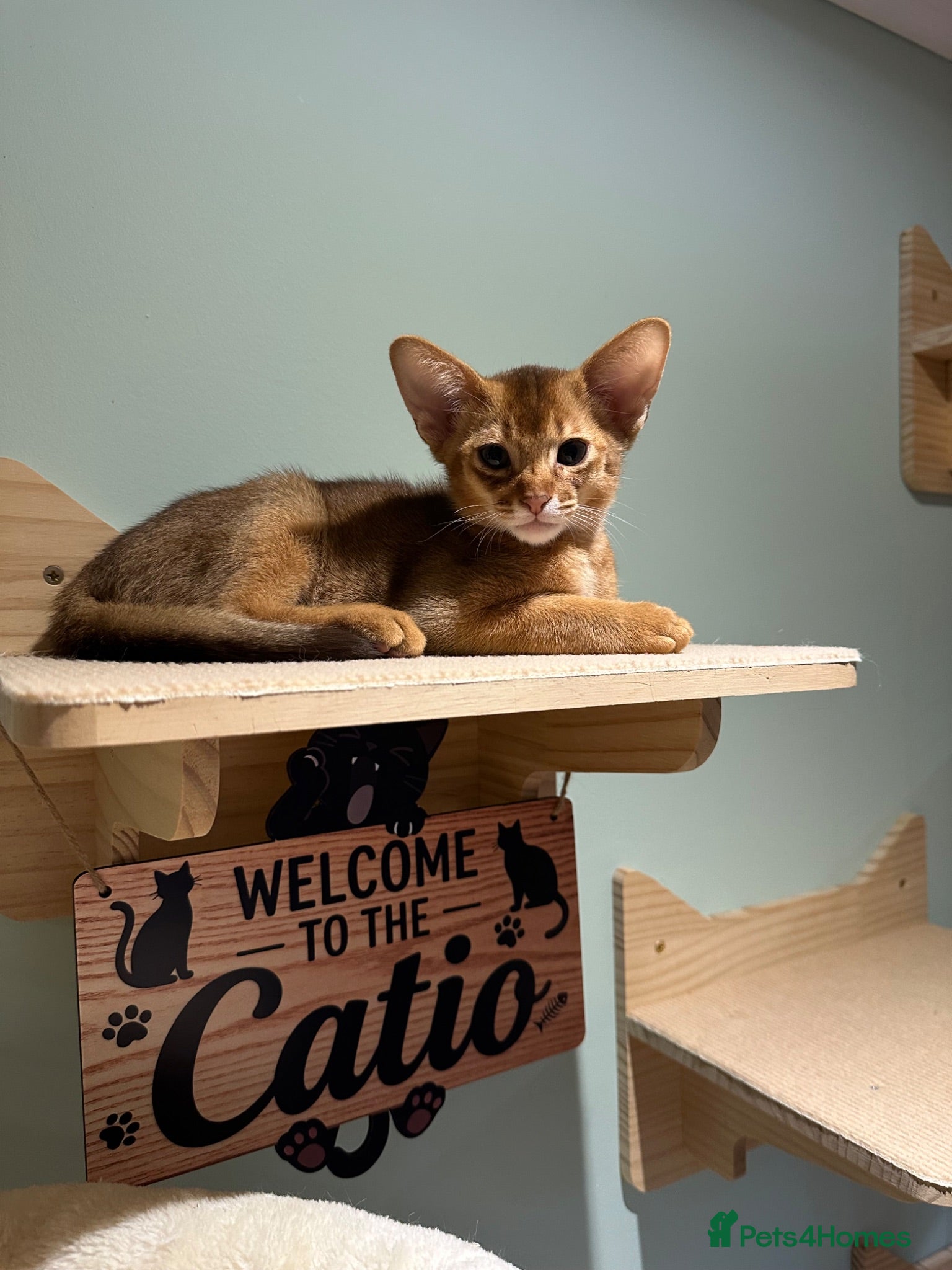Abyssinian cats Abyssinian kittens  - Advert 5