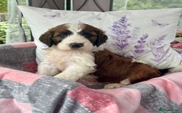 Saint Bernard dogs for sale: F1 st doodles puppies for sale - Image 38