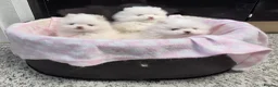 Pomeranian dogs for sale: Small pomeranians white - Advert 1