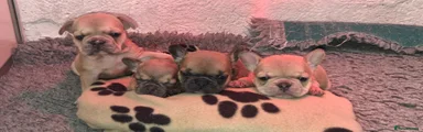 French Bulldog 2