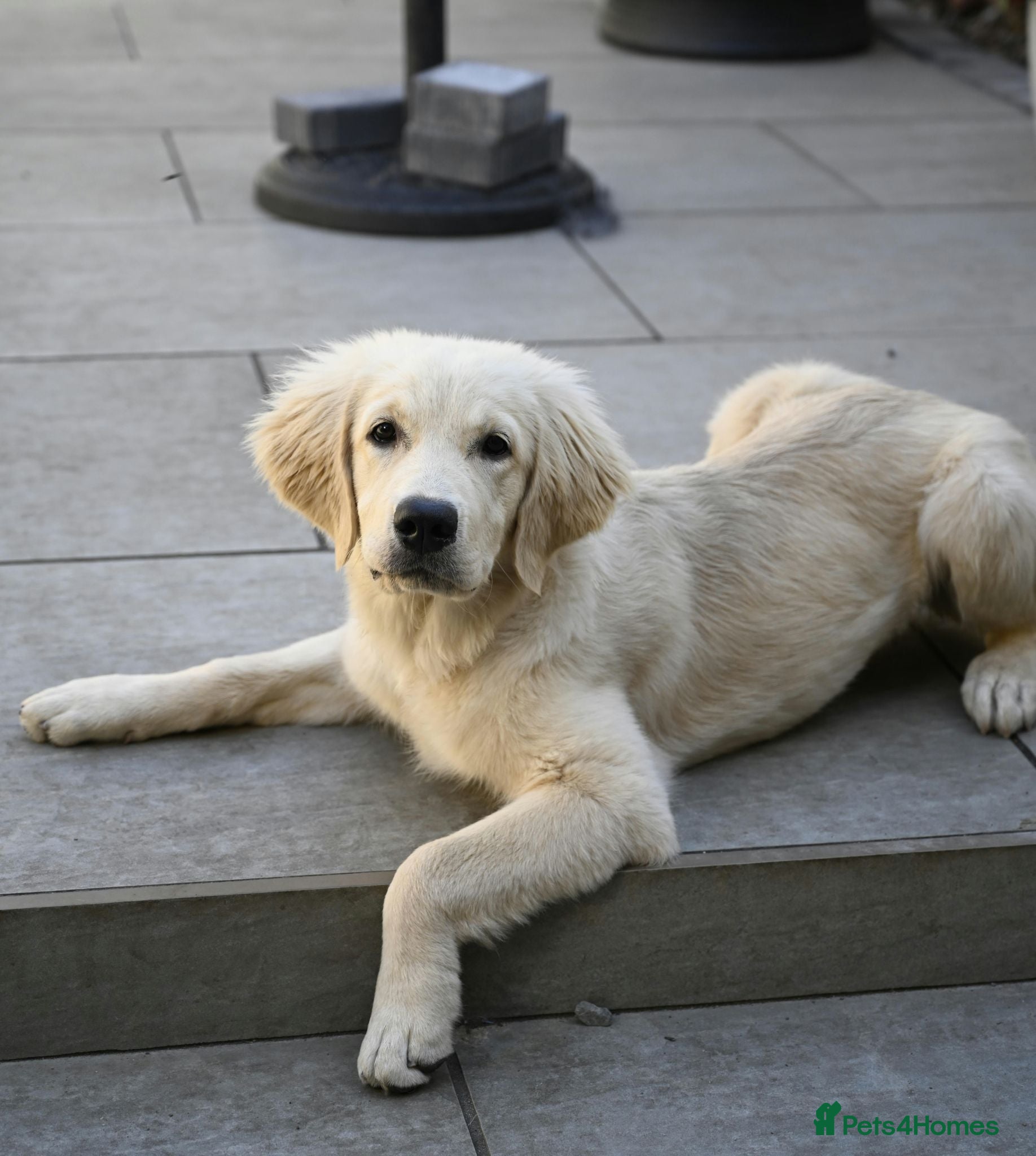 Golden Retriever dogs Golden retriever 6 months pup - Advert 7