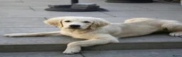 Golden Retriever dogs for sale: Golden retriever 6 months pup - Advert 1