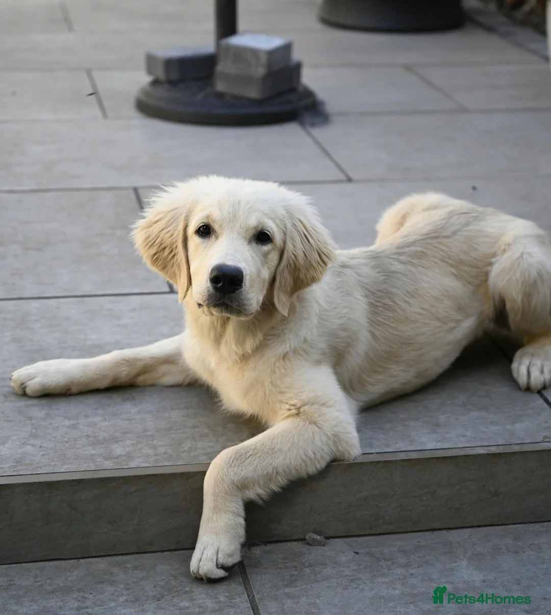 Golden Retriever dogs for sale: Golden retriever 6 months pup - Advert 1