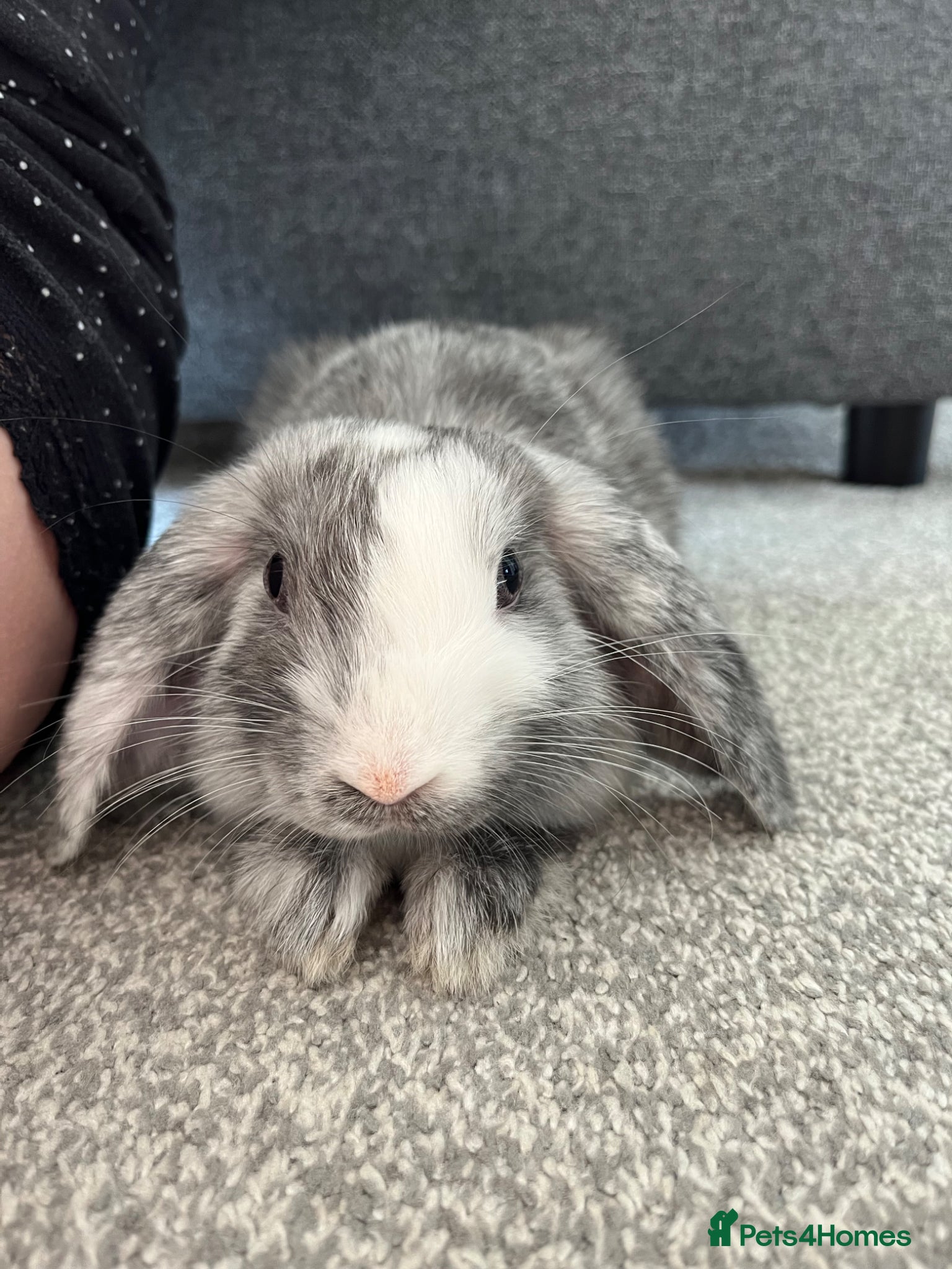 Dwarf Lop rabbits 10 month dwarf lop - Advert 1