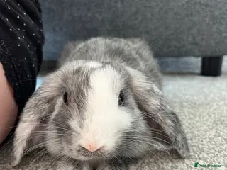 Dwarf Lop rabbits 10 month dwarf lop - Advert 1