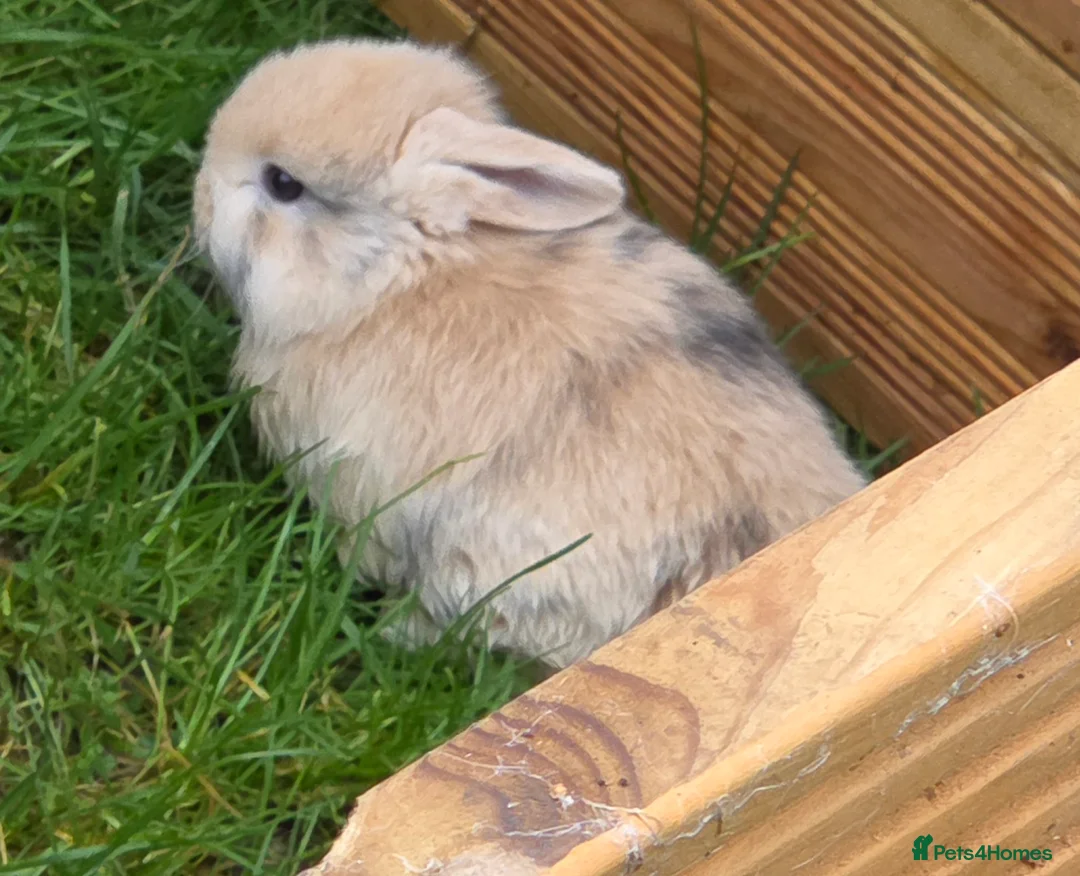 Mini Lop rabbits for sale: 3 stunning mini lops - Advert 2