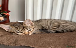 Mixed Breed cats for sale: Bengal x British short Hair kitten - Image 1
