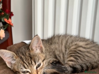 Mixed Breed cats - Advert 2