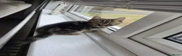 Mixed Breed cats for sale: 3 kittens for sale  in Swanley - Advert 2