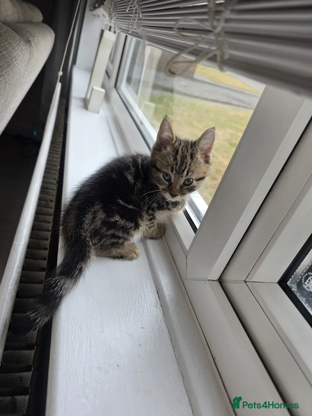 Mixed Breed cats for sale: 3 kittens for sale  in Swanley - Advert 2