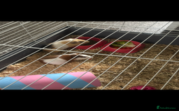 Guinea Pig rodents for sale: Two guinea pigs-with two cages and all accessories - Image 12