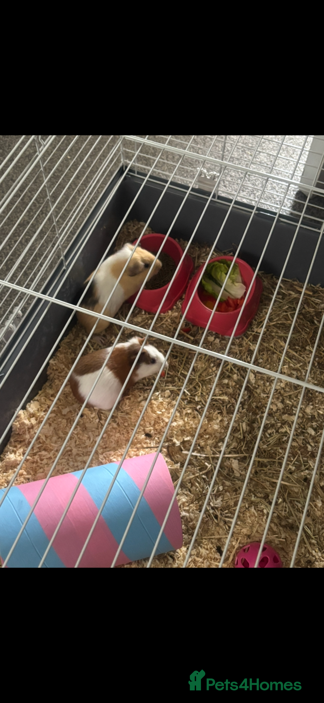 Guinea Pig rodents for sale: Two guinea pigs-with two cages and all accessories - Image 12