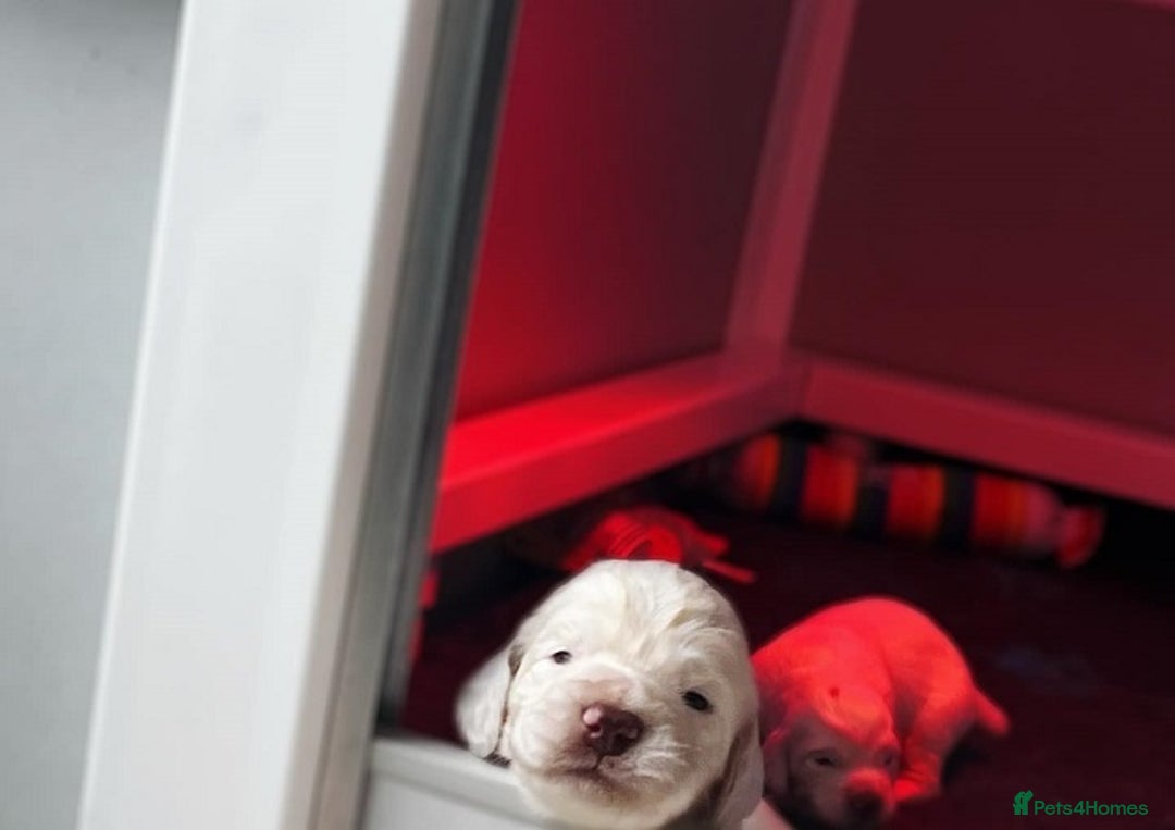 Clumber Spaniel dogs for sale: stunning litter of Clumber Spaniel puppies - Advert 3