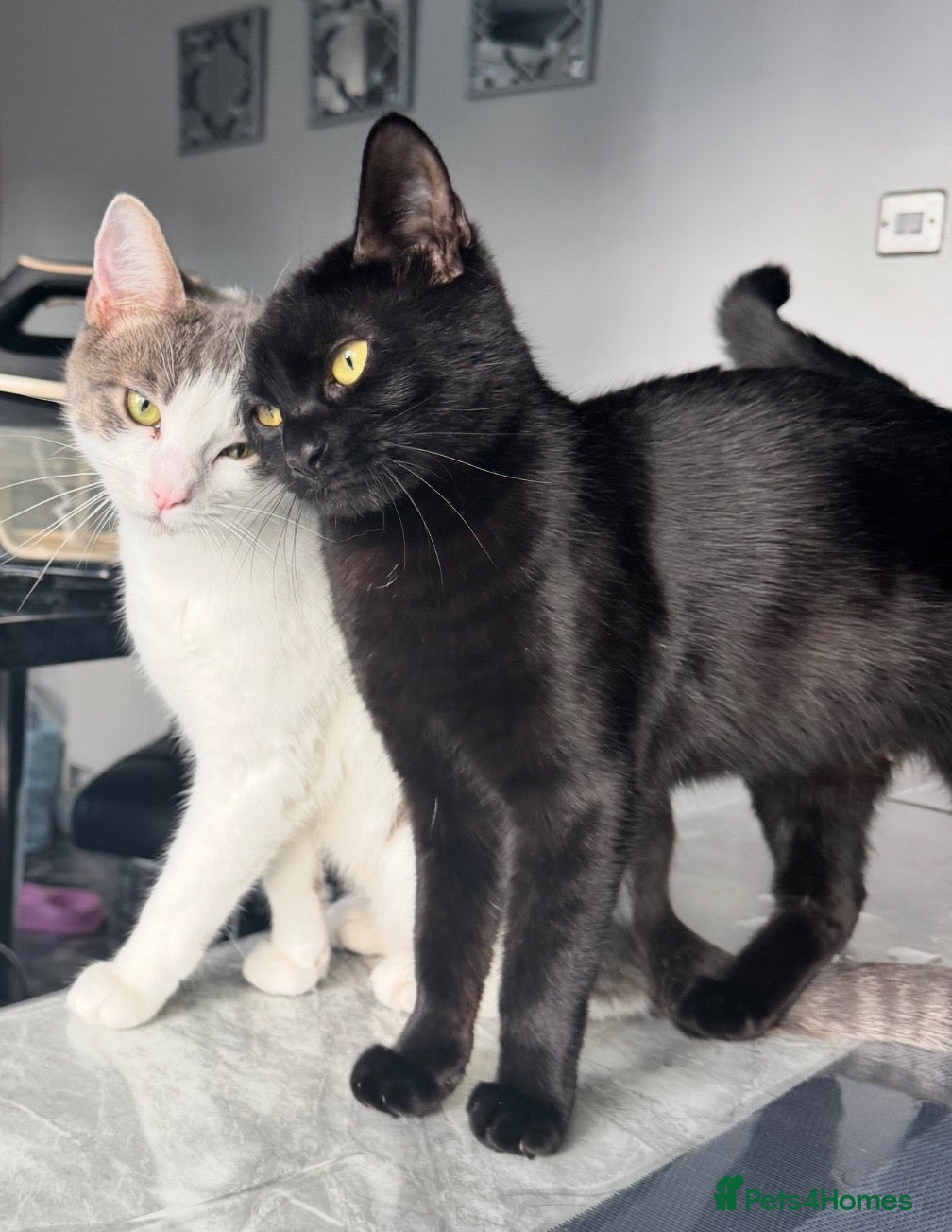 Mixed Breed cats Kittens/cats looking for their forever home - Advert 2