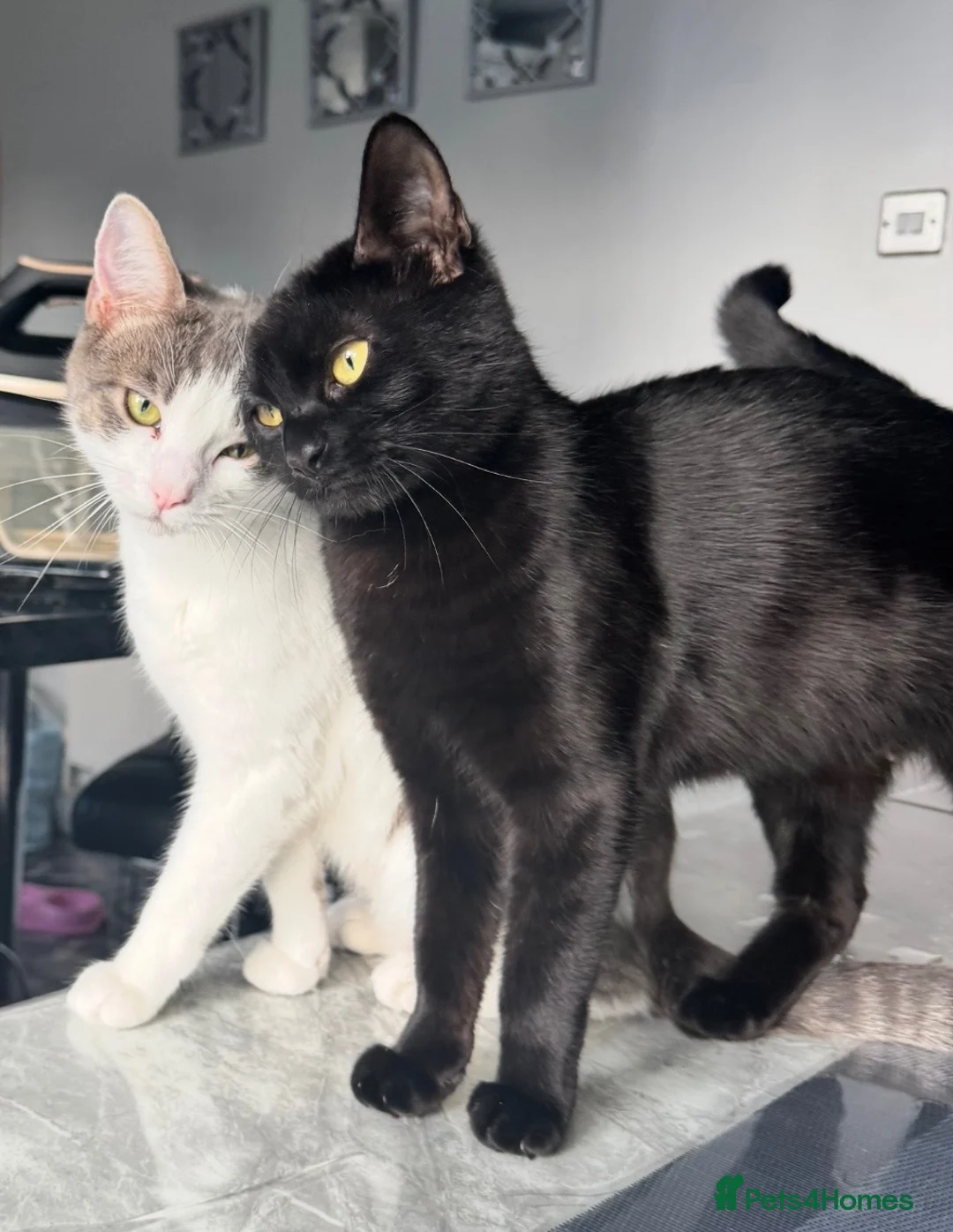 Mixed Breed cats for sale: Kittens/cats looking for their forever home in Luton - Advert 1