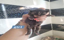 Maine Coon cats for sale: Maincoon kittens - Image 4