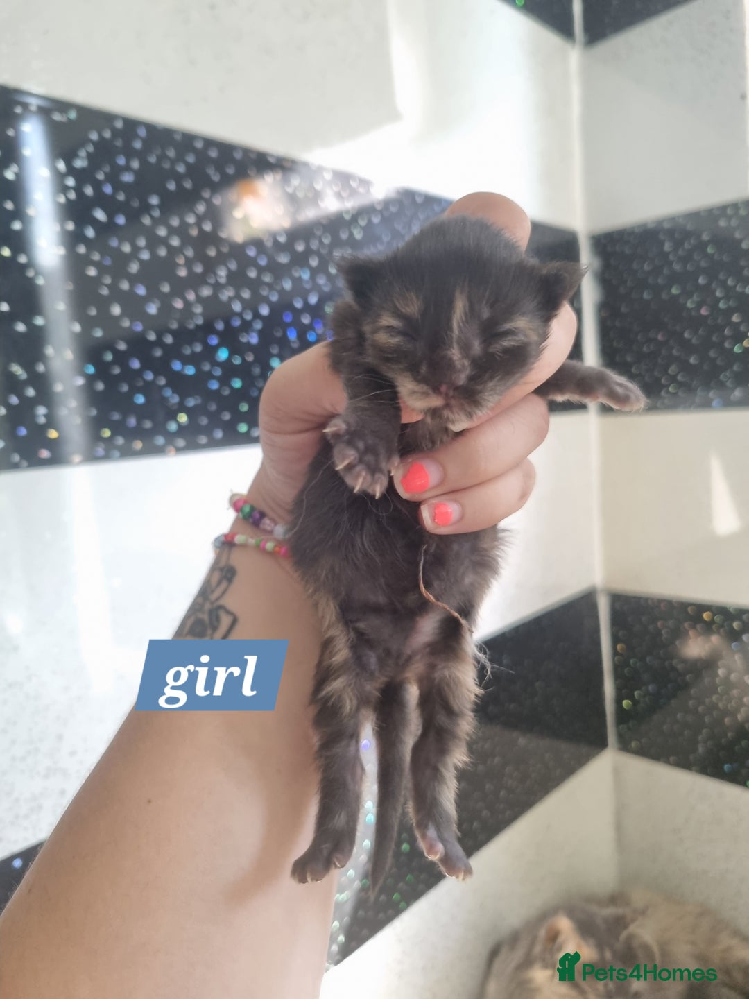 Maine Coon cats for sale: Maincoon kittens - Image 4