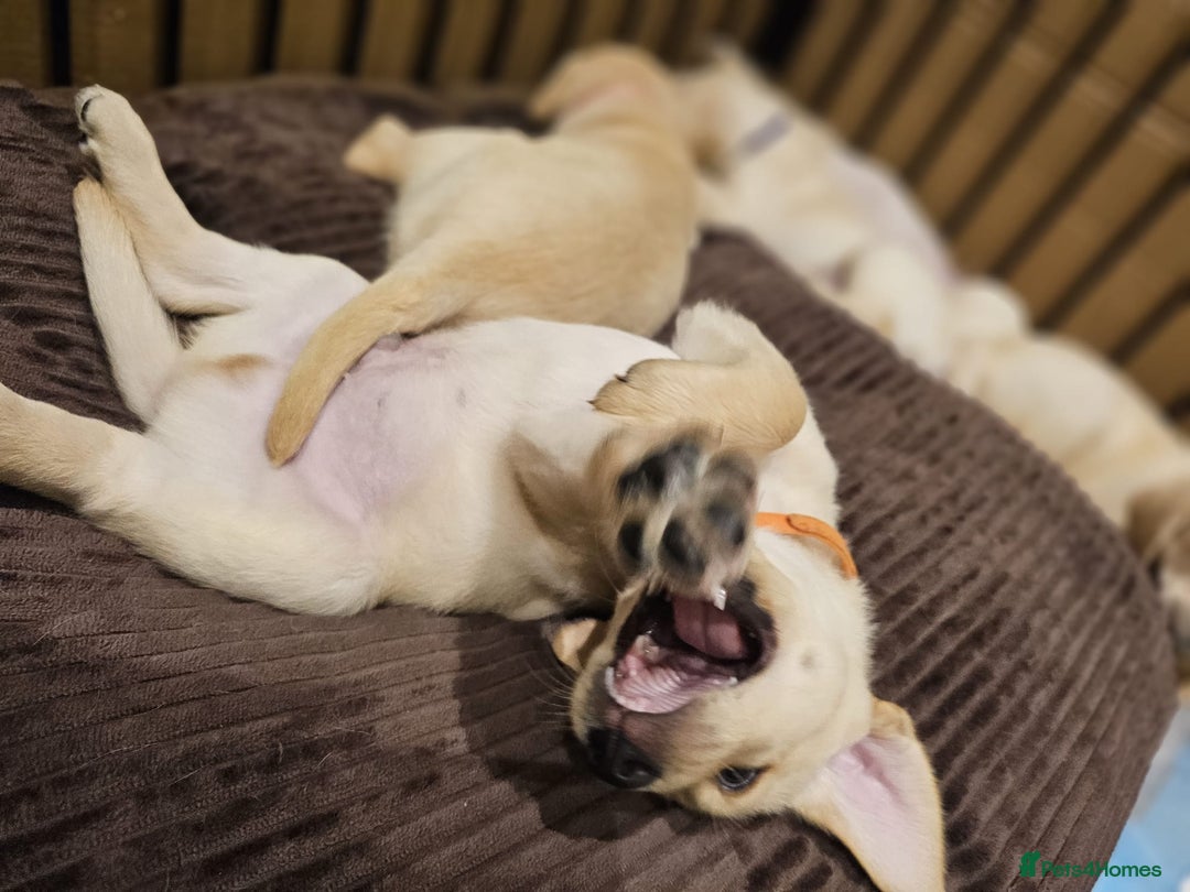 Labrador Retriever dogs for sale: Labrador Puppies for sale 24/10/25 onwards - Image 19