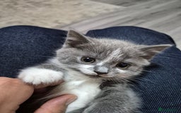 British Shorthair cats for sale: Adorable British Shorthair x Persian Kittens  - Image 10